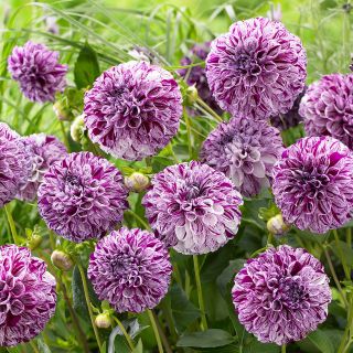 DAHLIA POMPON Marble Ball