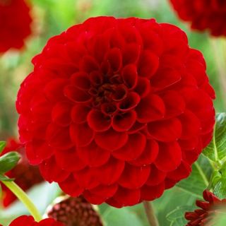 DAHLIA Pompon Nescio