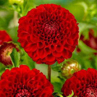 DAHLIA Pompon Nescio