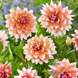 DAHLIA DECORATIVE Orange Duet