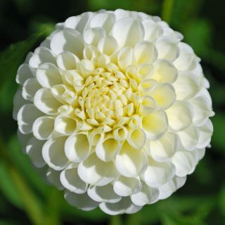 DAHLIA Pompon Snowflake