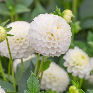 DAHLIA Pompon Snowflake