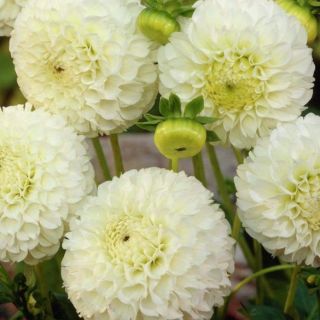 DAHLIA Pompon Snowflake