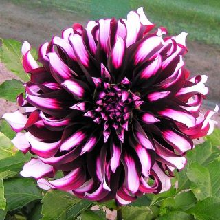 DAHLIA DECORATIVE Tartan