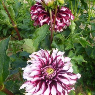 DAHLIA DECORATIVE Tartan