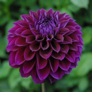 DAHLIA DECORATIVE Voo Doo