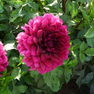 DAHLIA DECORATIVE Voo Doo