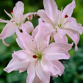 Lilium DOUBLE Spring Pink