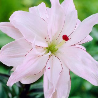 Lilium DOUBLE Spring Pink