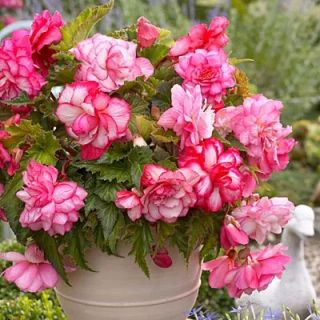 Begonia BOUTON DE ROSE