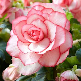 Begonia BOUTON DE ROSE