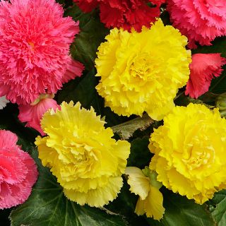 Begonia Fimbriata YELLOW