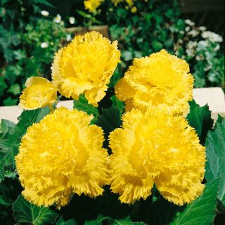 Begonia Fimbriata YELLOW