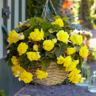 Begonia Double Pendula Yellow