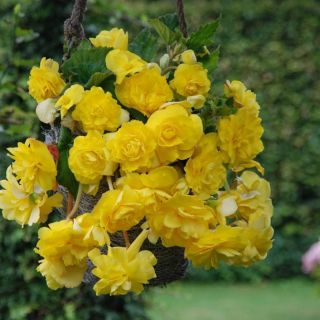 Begonia Double Pendula Yellow