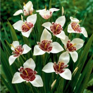 Tigridia Alba Grandiflora-8бр.