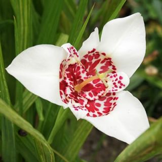 Tigridia Alba Grandiflora-8бр.