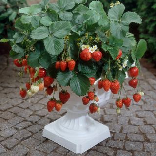 Fragaria Ananassa Ostara-3бр.коренища ЯГОДИ