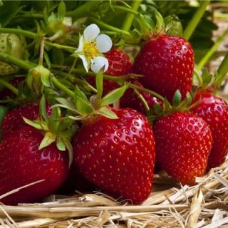 Fragaria Ananassa Ostara-3бр.коренища ЯГОДИ