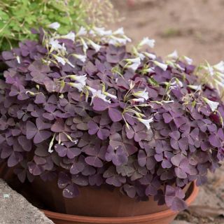 Oxalis Triangularis- 10бр.